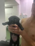 Macho: paçoca fêmeas: estrelinha, cherir