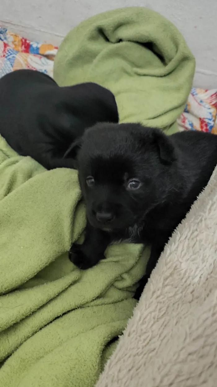 Cachorro ra a SRD-ViraLata idade 2 a 6 meses nome Macho: paçoca fêmeas: estrelinha, cherir