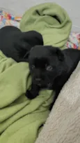 Macho: paçoca fêmeas: estrelinha, cherir