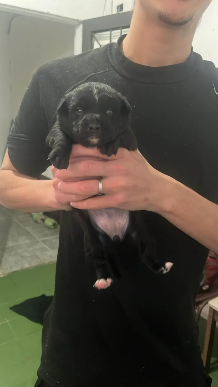 Cachorro ra a SRD-ViraLata idade 2 a 6 meses nome Macho: paçoca fêmeas: estrelinha, cherir