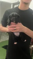 Macho: paçoca fêmeas: estrelinha, cherir