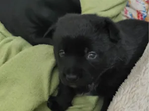 Cachorro raça SRD-ViraLata idade 2 a 6 meses nome Macho: paçoca fêmeas: estrelinha, cherir