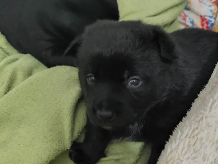 Cachorro ra a SRD-ViraLata idade 2 a 6 meses nome Macho: paçoca fêmeas: estrelinha, cherir