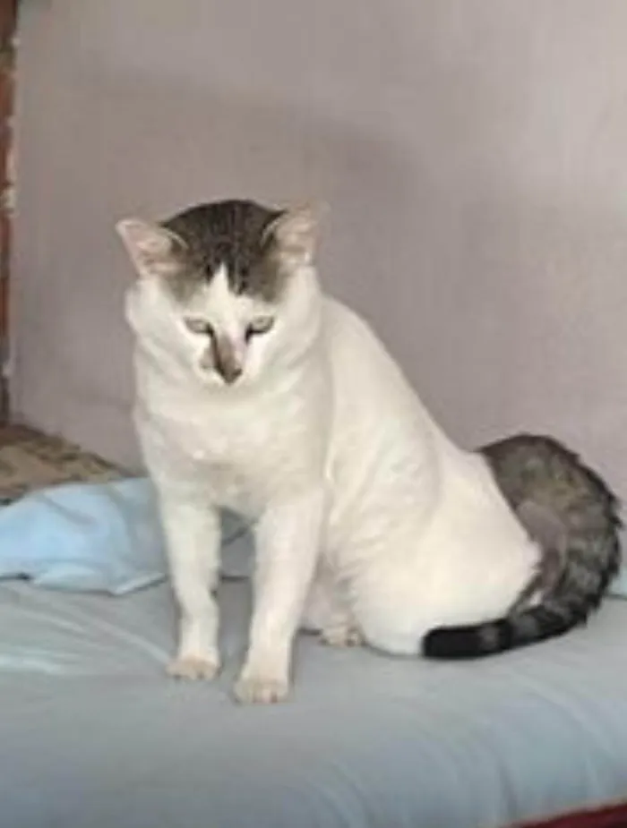 Gato ra a SRD-ViraLata idade 1 ano nome Afonso