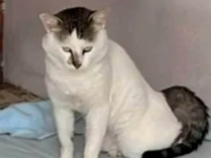 Gato raça SRD-ViraLata idade 1 ano nome Afonso