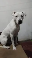 Amora