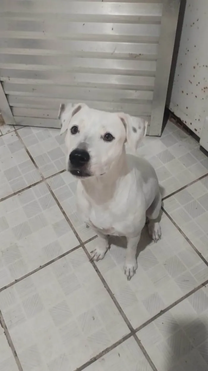 Cachorro ra a Pit-Bull idade 2 anos nome Amora