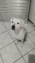 Amora
