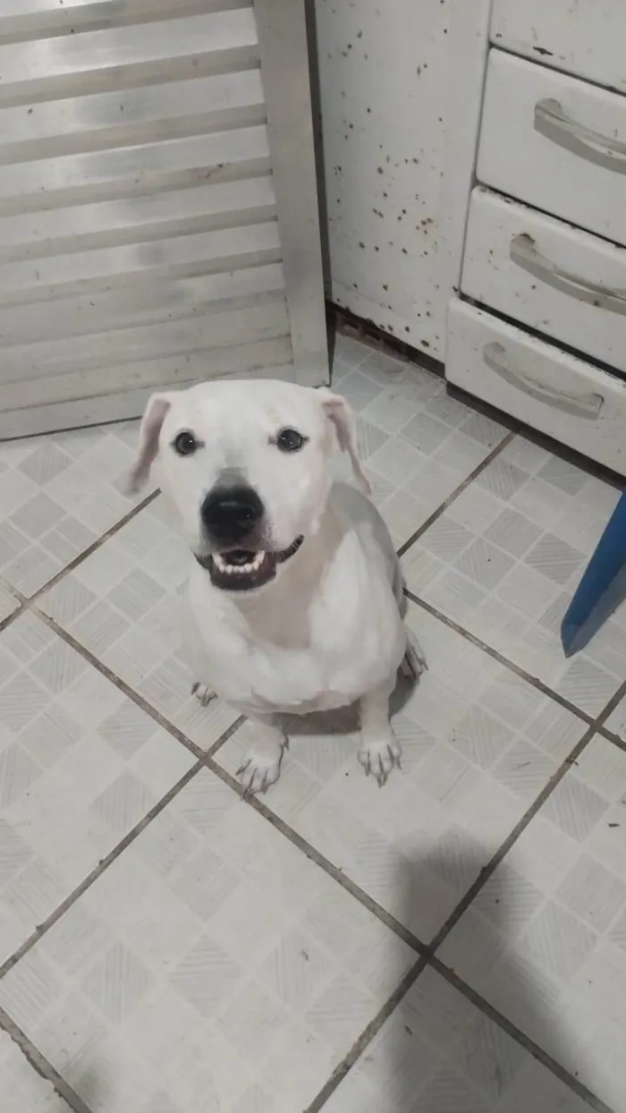 Cachorro ra a Pit-Bull idade 2 anos nome Amora