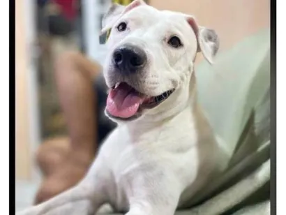 Cachorro raça Pit-Bull idade 2 anos nome Amora