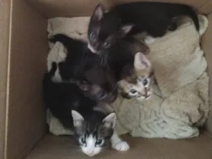 Gato raça SRD-ViraLata idade Abaixo de 2 meses nome Tigrinho, boizinho,pretinha,bolinha