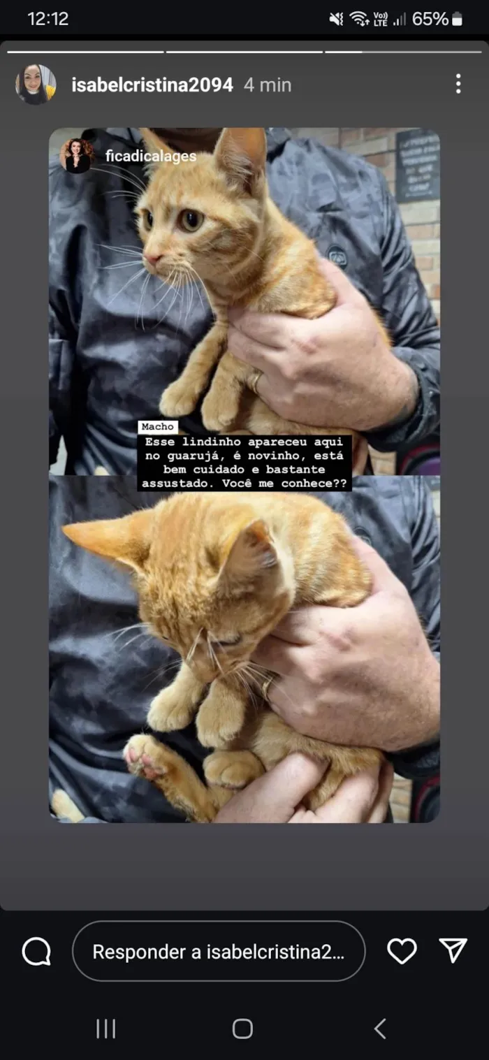 Gato ra a Angorá idade 2 a 6 meses nome Adriano dalcanalle