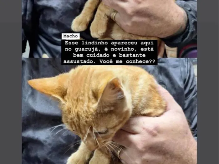 Gato ra a Angorá idade 2 a 6 meses nome Adriano dalcanalle