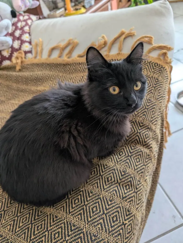 Gato ra a SRD-ViraLata idade Abaixo de 2 meses nome Gatinho preto 