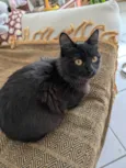 Gatinho preto