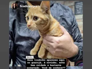 Gato raça Angorá idade 2 a 6 meses nome Adriano dalcanalle