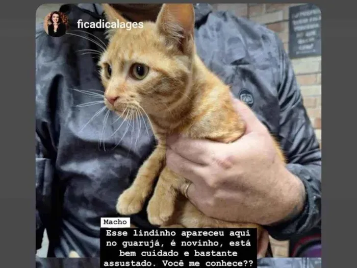 Gato ra a Angorá idade 2 a 6 meses nome Adriano dalcanalle