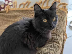 Gato raça SRD-ViraLata idade Abaixo de 2 meses nome Gatinho preto 