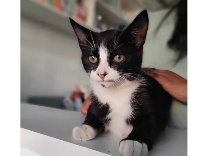 Gato ra a SRD-ViraLata idade 2 a 6 meses nome Theozinho