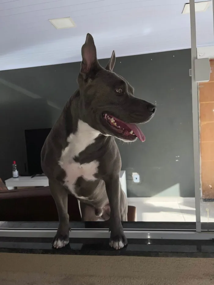 Cachorro ra a Pit-Bull idade 1 ano nome Ragnar 