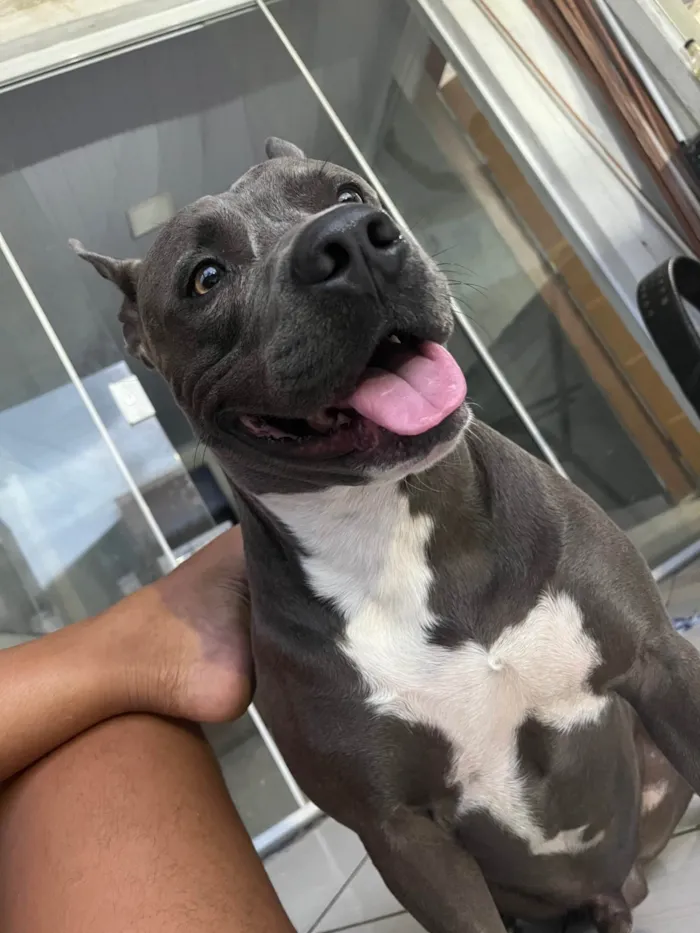 Cachorro ra a Pit-Bull idade 1 ano nome Ragnar 
