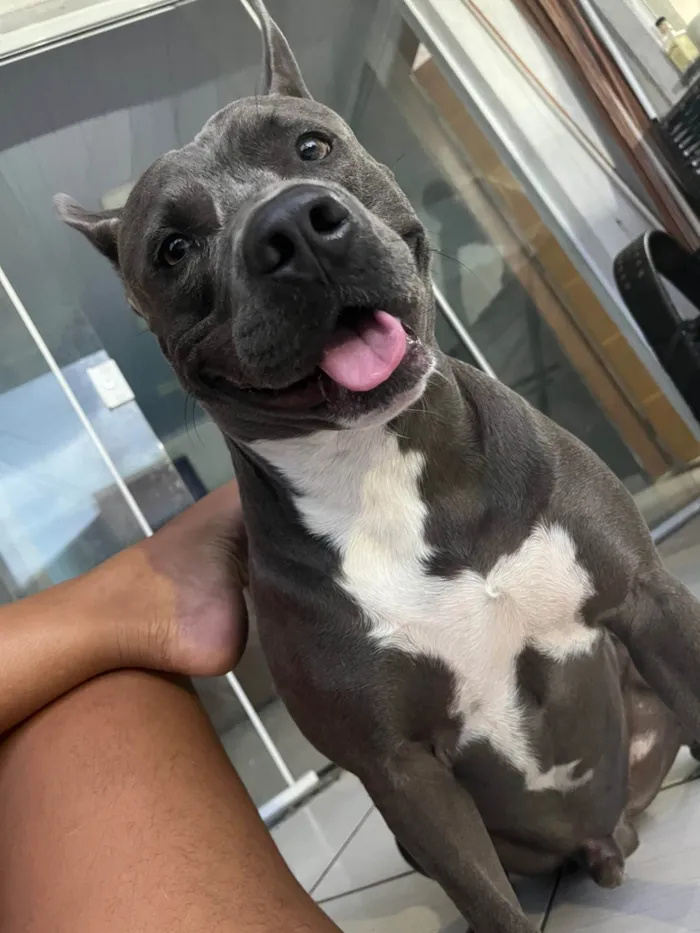 Cachorro ra a Pit-Bull idade 1 ano nome Ragnar 