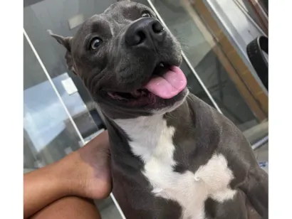 Cachorro raça Pit-Bull idade 1 ano nome Ragnar 