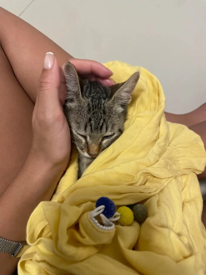 Gato ra a SRD-ViraLata idade 2 a 6 meses nome Lilo