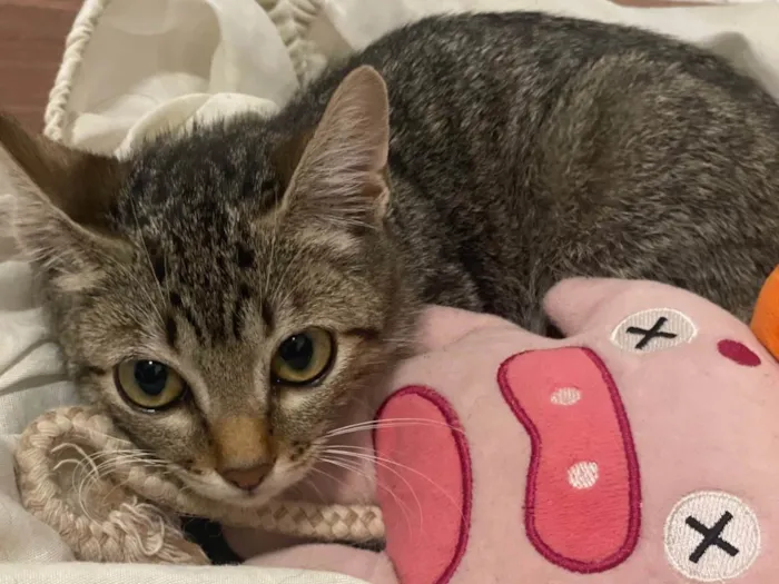 Gato ra a SRD-ViraLata idade 2 a 6 meses nome Lilo