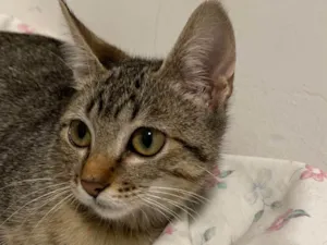 Gato raça SRD-ViraLata idade 2 a 6 meses nome Lilo