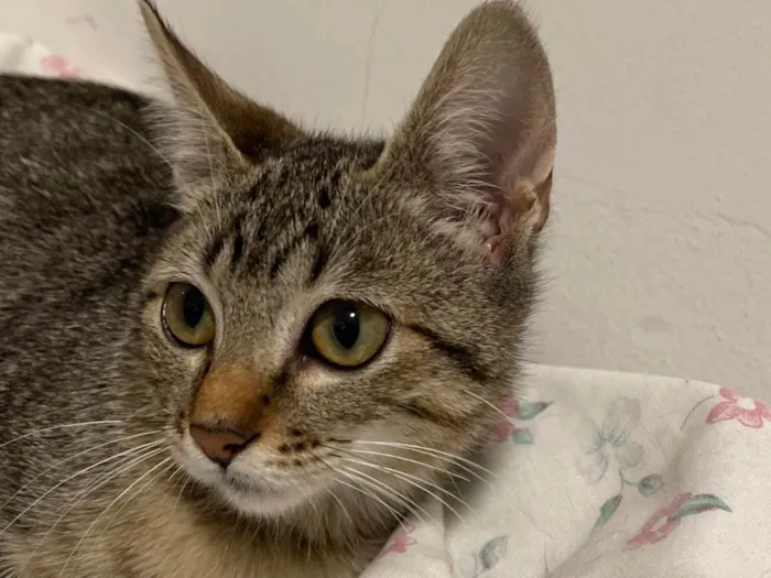 Gato ra a SRD-ViraLata idade 2 a 6 meses nome Lilo