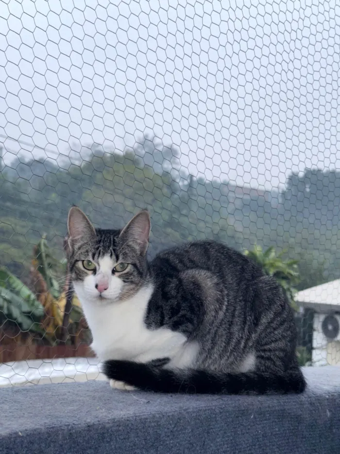 Gato ra a SRD-ViraLata idade 2 a 6 meses nome Sem nome 