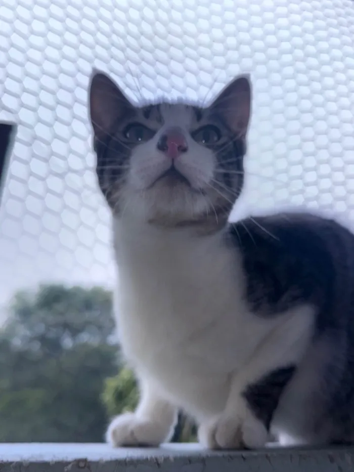 Gato ra a SRD-ViraLata idade 2 a 6 meses nome Sem nome 
