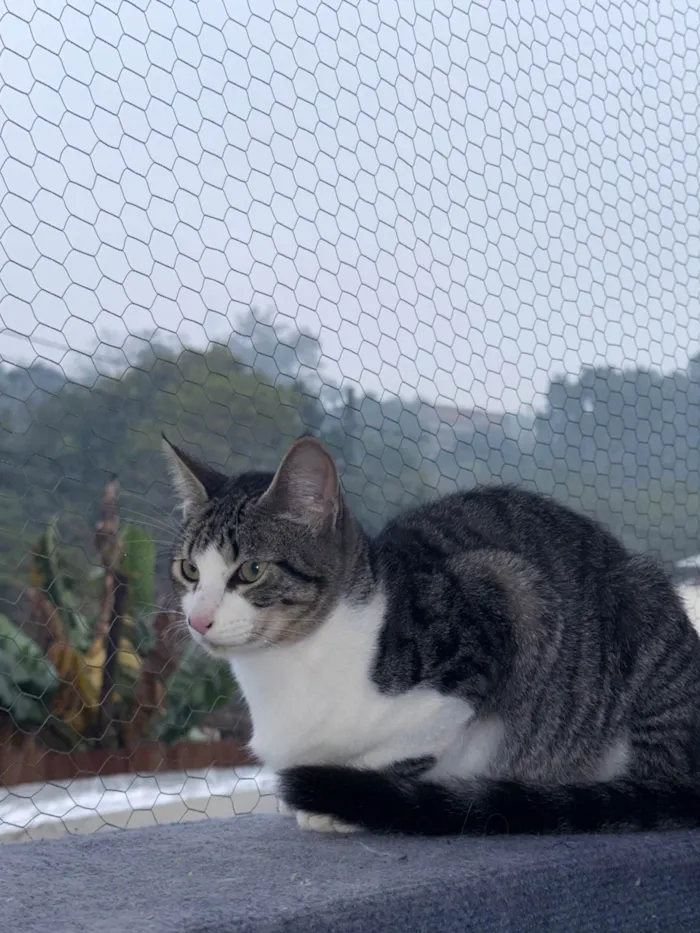 Gato ra a SRD-ViraLata idade 2 a 6 meses nome Sem nome 