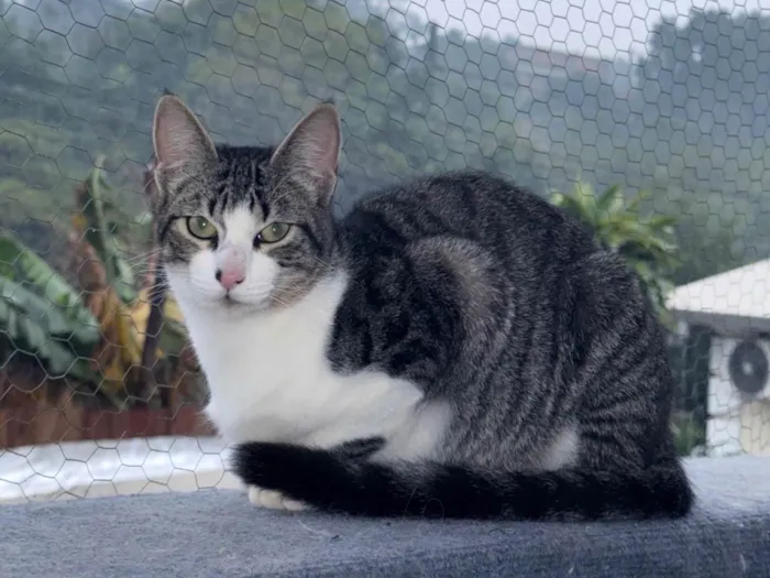 Gato ra a SRD-ViraLata idade 2 a 6 meses nome Sem nome 