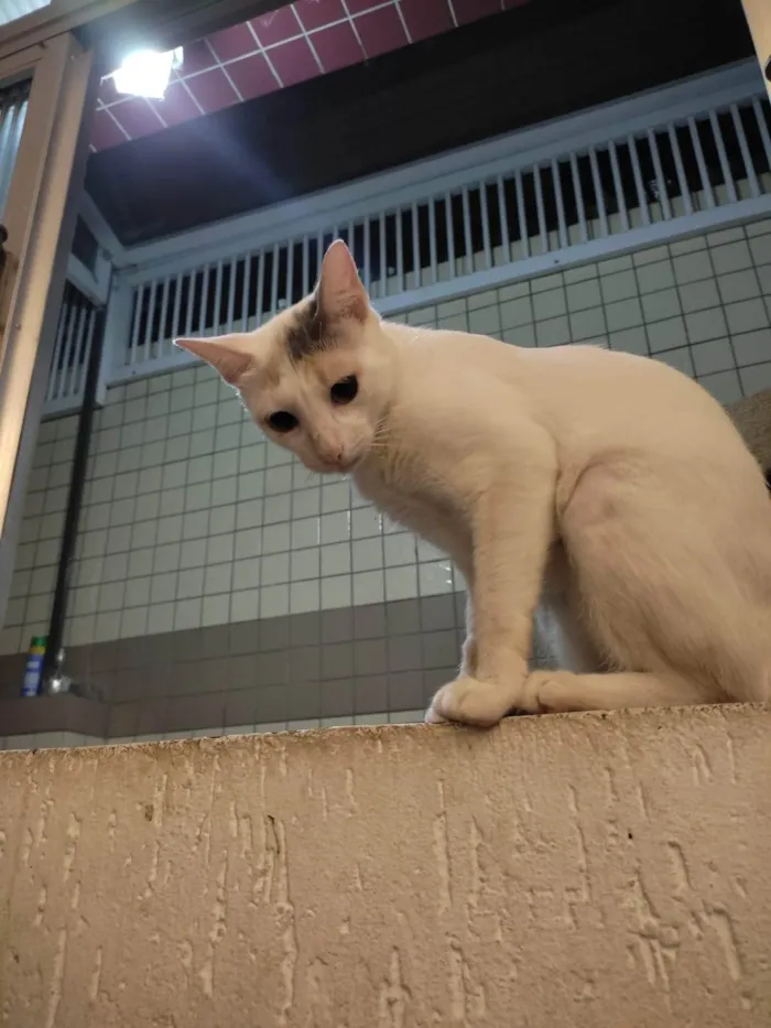 Gato ra a SRD-ViraLata idade 3 anos nome Mamacita