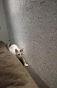 Mamacita