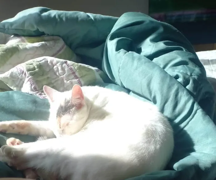 Gato ra a SRD-ViraLata idade 3 anos nome Mamacita