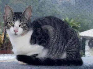 Gato raça SRD-ViraLata idade 2 a 6 meses nome Sem nome 
