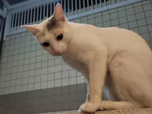 Gato raça SRD-ViraLata idade 3 anos nome Mamacita