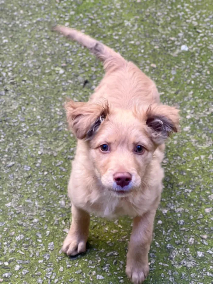 Cachorro ra a SRD-ViraLata idade 2 a 6 meses nome Ruff