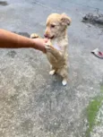 Ruff