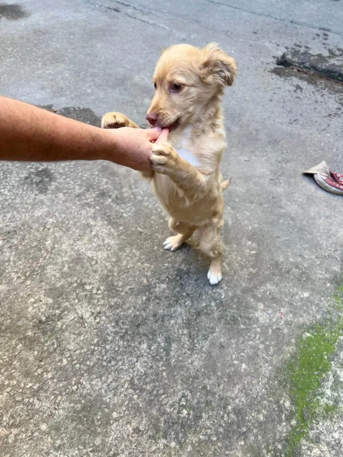 Cachorro ra a SRD-ViraLata idade 2 a 6 meses nome Ruff