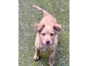 Cachorro raça SRD-ViraLata idade 2 a 6 meses nome Ruff