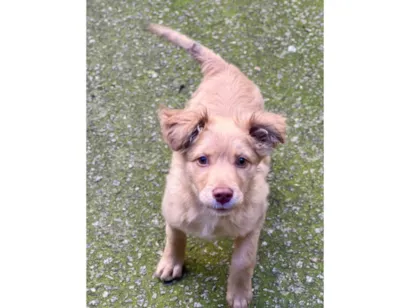 Cachorro raça SRD-ViraLata idade 2 a 6 meses nome Brad