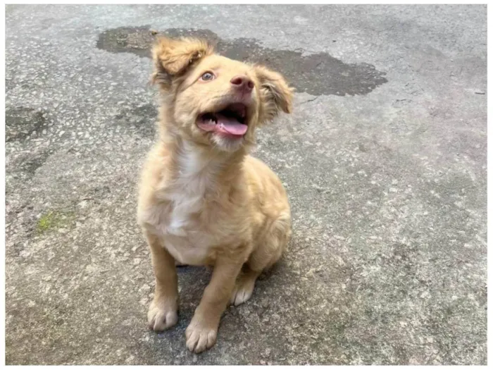 Cachorro ra a SRD-ViraLata idade 2 a 6 meses nome Ruff