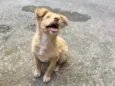 Ruff
