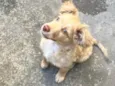Ruff