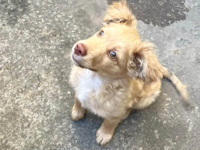 Cachorro ra a SRD-ViraLata idade 2 a 6 meses nome Ruff