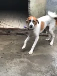 Susi